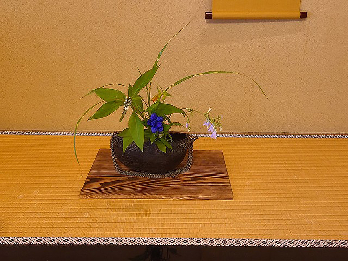 Arrangement of cabana or tea flowers