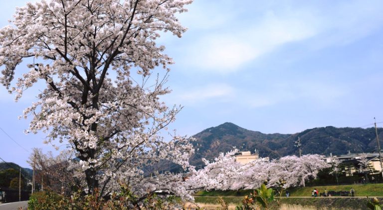 Rikyu-ki Message from Oiemoto Zabosai